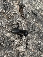 Camponotus pennsylvanicus