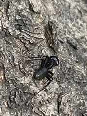 Camponotus pennsylvanicus