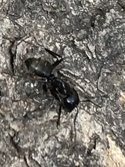 Camponotus pennsylvanicus