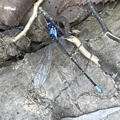 Argia apicalis