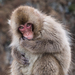Hondo Macaque - Photo (c) Kaitlyn, some rights reserved (CC BY-NC), uploaded by Kaitlyn