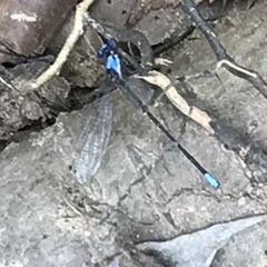 Argia apicalis