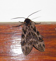 Phaegoptera chorima
