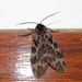 Phaegoptera chorima - Photo ללא זכויות יוצרים, הועלה על ידי Kahio T. Mazon
