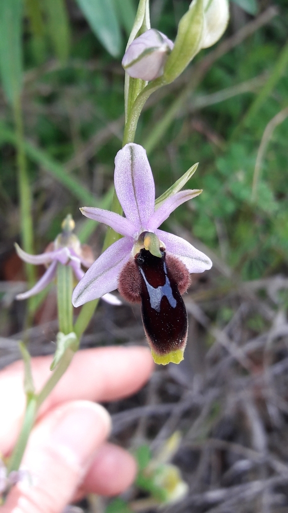 Moon orchid