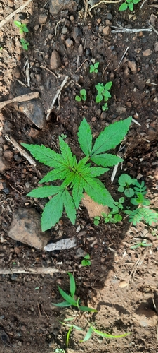 Cannabis sativa image