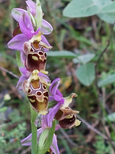 Image of Ophrys heldreichii by (c) purperlibel, some rights reserved (CC BY-SA)