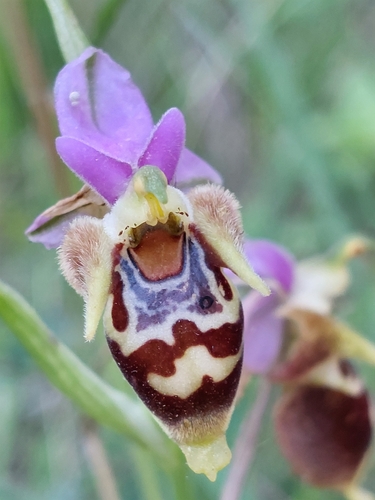 Image of Ophrys heldreichii by (c) purperlibel, some rights reserved (CC BY-SA)