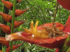 Heliconia uxpanapensis
