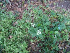 Ageratina altissima