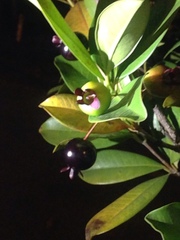 Eugenia brasiliensis