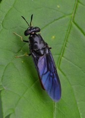 Hermetia relicta