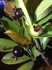 Eugenia brasiliensis