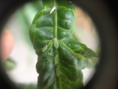 Macrosiphum euphorbiae