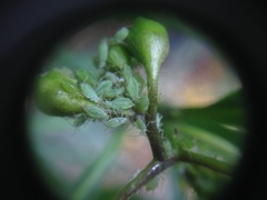 Macrosiphum euphorbiae