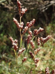 Limonium ramosissimum