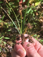 Scirpus hattorianus