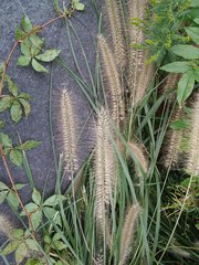 Poaceae