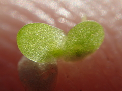 Lemna minuta