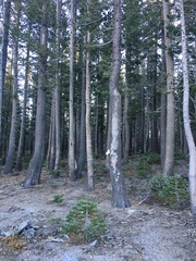 Neolentinus ponderosus image