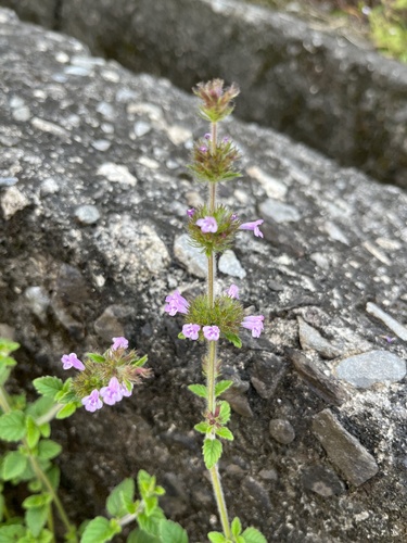 Clinopodium chinense iNat (3)