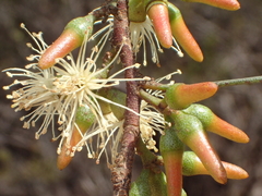 Eucalyptus nicholii
