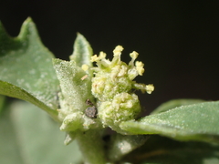 Atriplex serenana