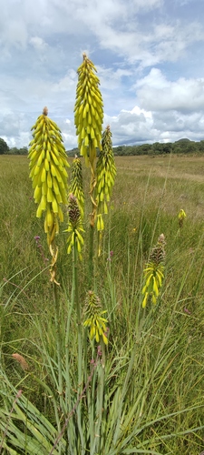 Kniphofia grantii image