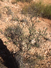 Dalea formosa