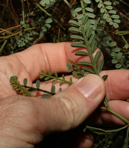Image of Indigofera adesmiifolia by (c) Greg Tasney, some rights reserved (CC BY-SA)