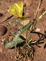 Oenothera longissima
