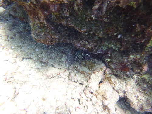 Cypraea tigris observed 2023-04-09