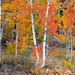 Trembling Aspen - Photo (c) Damon Tighe, some rights reserved (CC BY-NC), uploaded by Damon Tighe