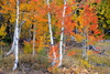 Trembling Aspen - Photo (c) Damon Tighe, some rights reserved (CC BY-NC), uploaded by Damon Tighe
