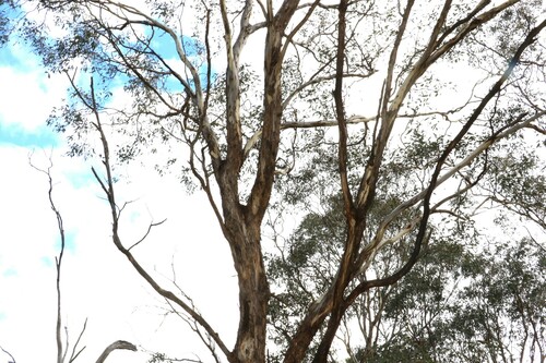 Image of Eucalyptus melliodora by (c) Greg Tasney, some rights reserved (CC BY-SA)