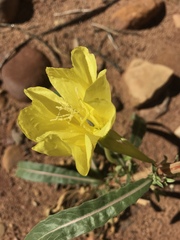 Oenothera longissima