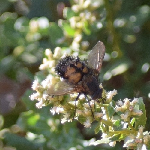Spiny Tachina Fly