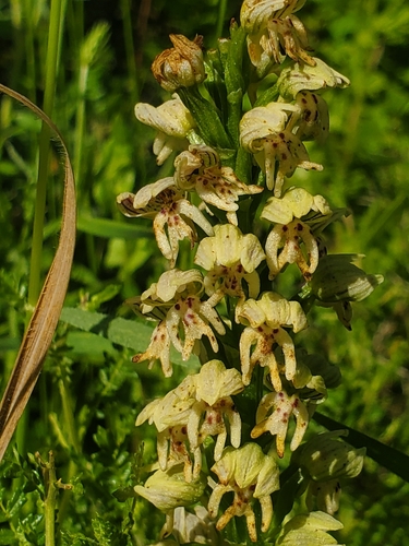 Image of Orchis galilaea by (c) Mitch Van Dyke, some rights reserved (CC BY)