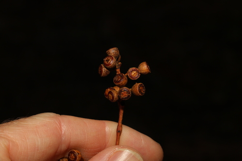 Image of Eucalyptus rossii by (c) Greg Tasney, some rights reserved (CC BY-SA)
