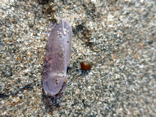 Siliqua pulchella, 2023-04-10