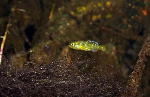 Rainwater killifish (Lucania parva) — Fundulidae
