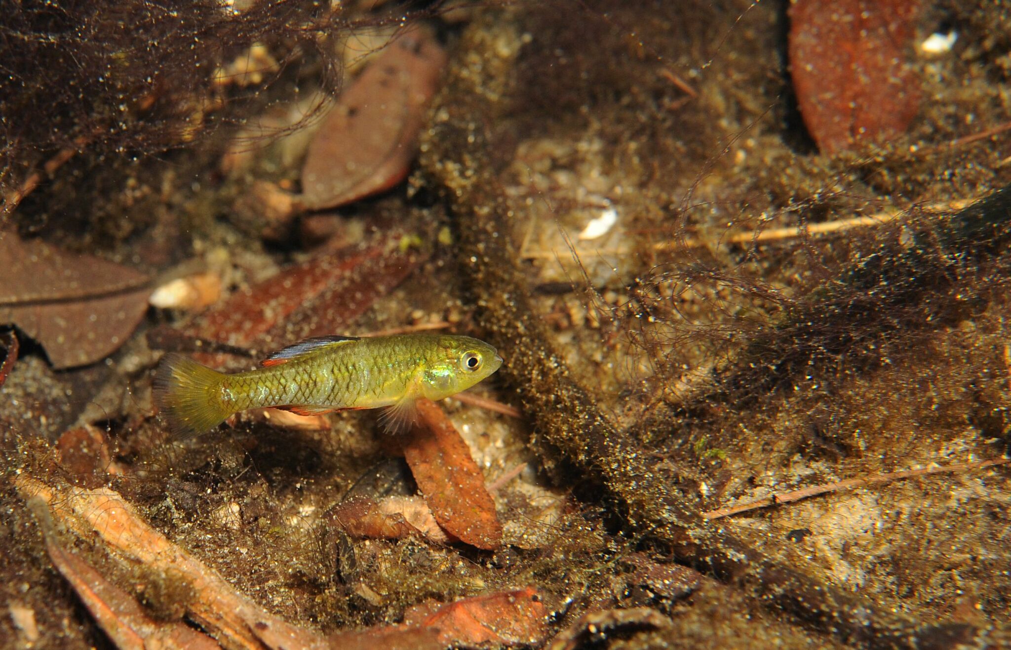 Lucania parva