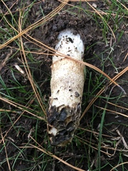 Phallus