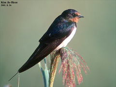 Hirundo rustica gutturalis
