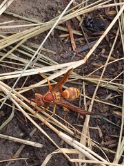 Polistes apachus texanus