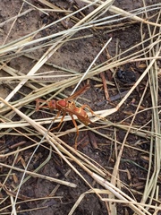 Polistes apachus texanus