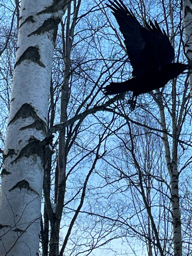 Common Raven from University Lake Dog Park, Anchorage, AK, USA on