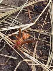 Polistes apachus texanus