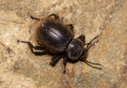 Woolly Darkling Beetle