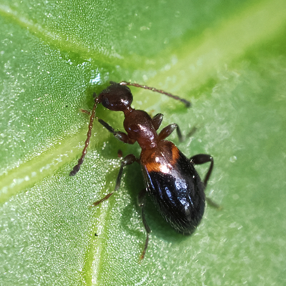 Anthelephila bramina from Kawaharagaya, Mishima, Shizuoka 4110022